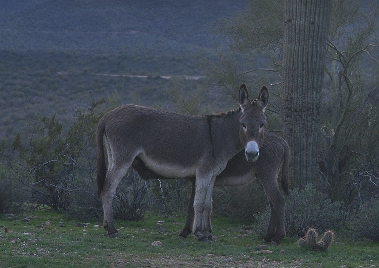 burros
